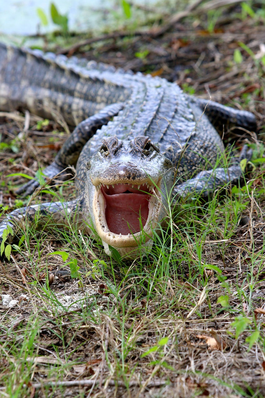 alligator, danger, wild-4017962.jpg