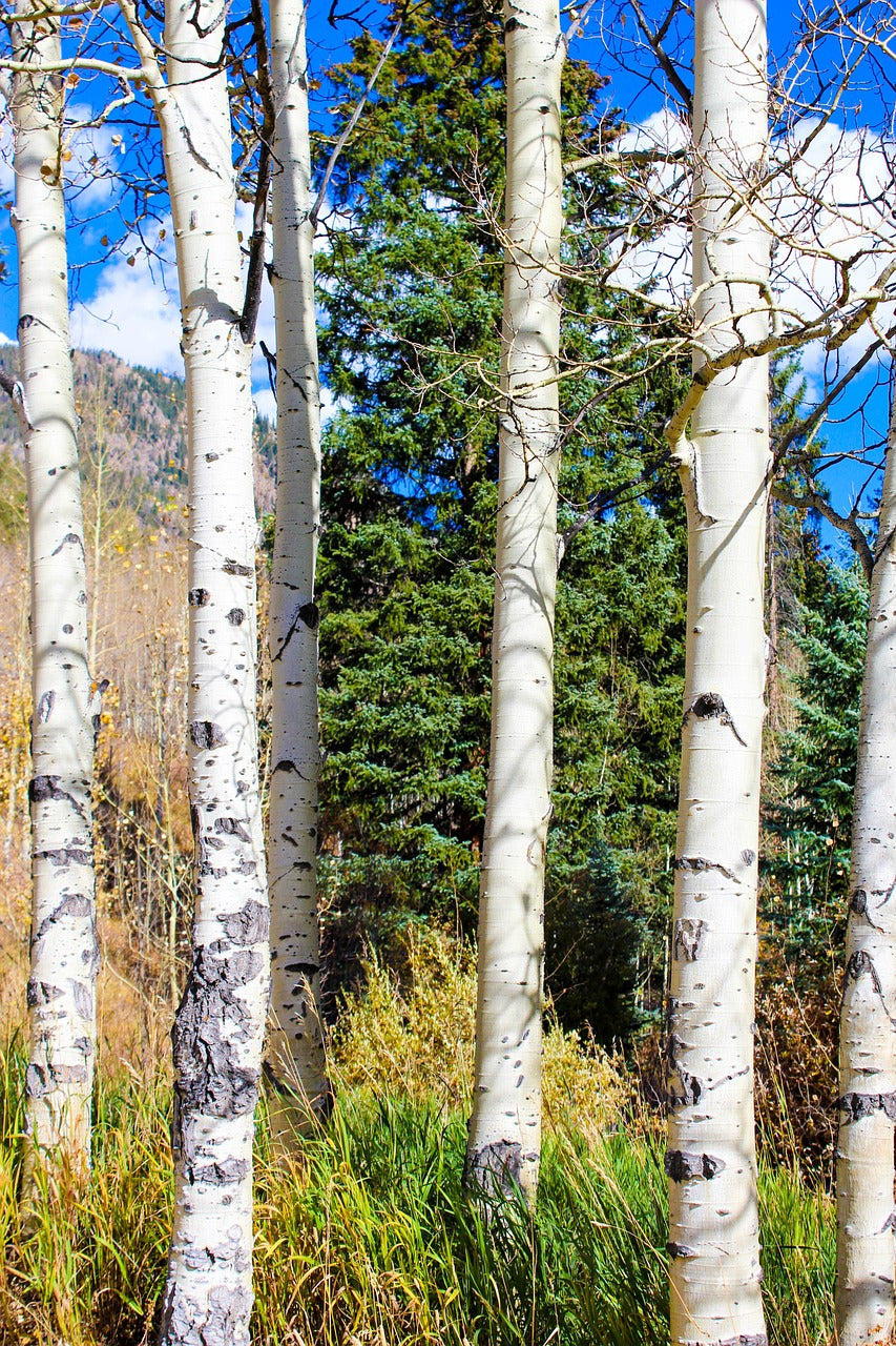 aspen, autumn, colorado-1743582.jpg