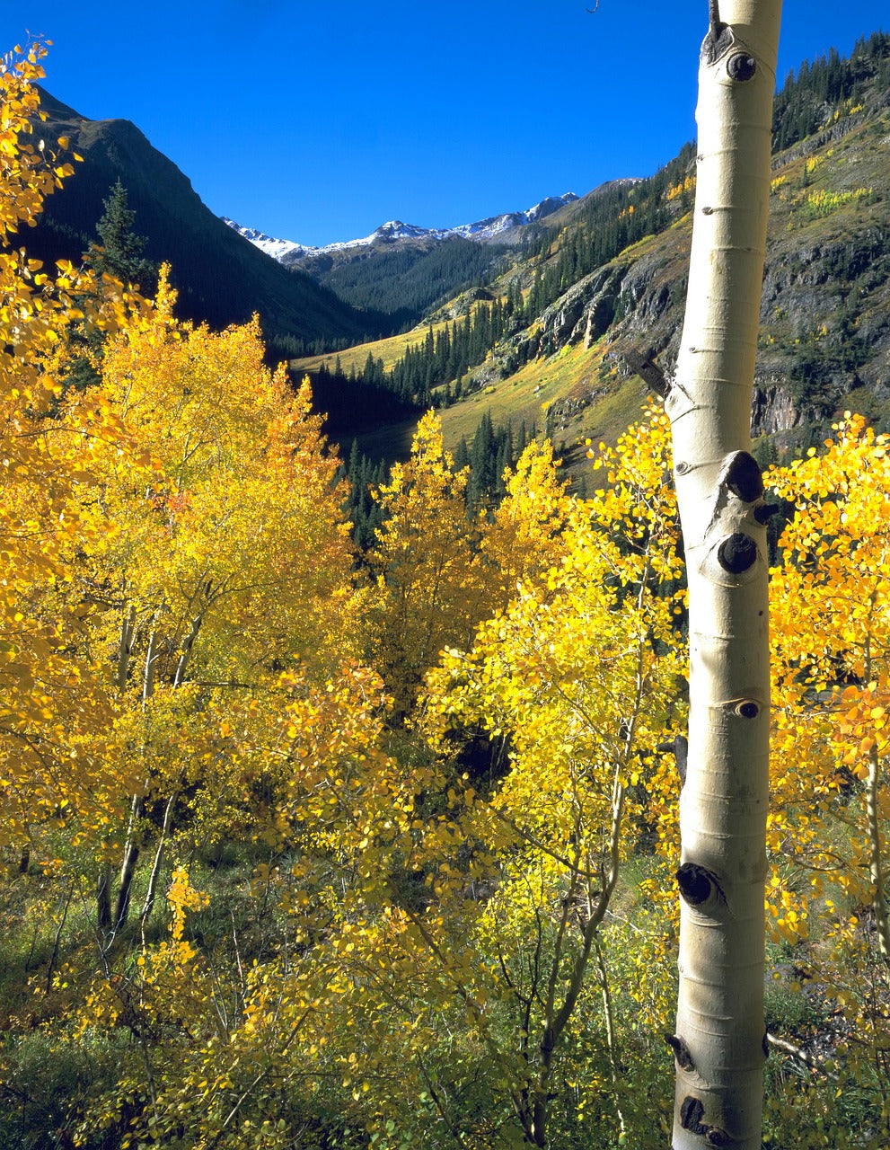 aspen, fall, autumn-669294.jpg