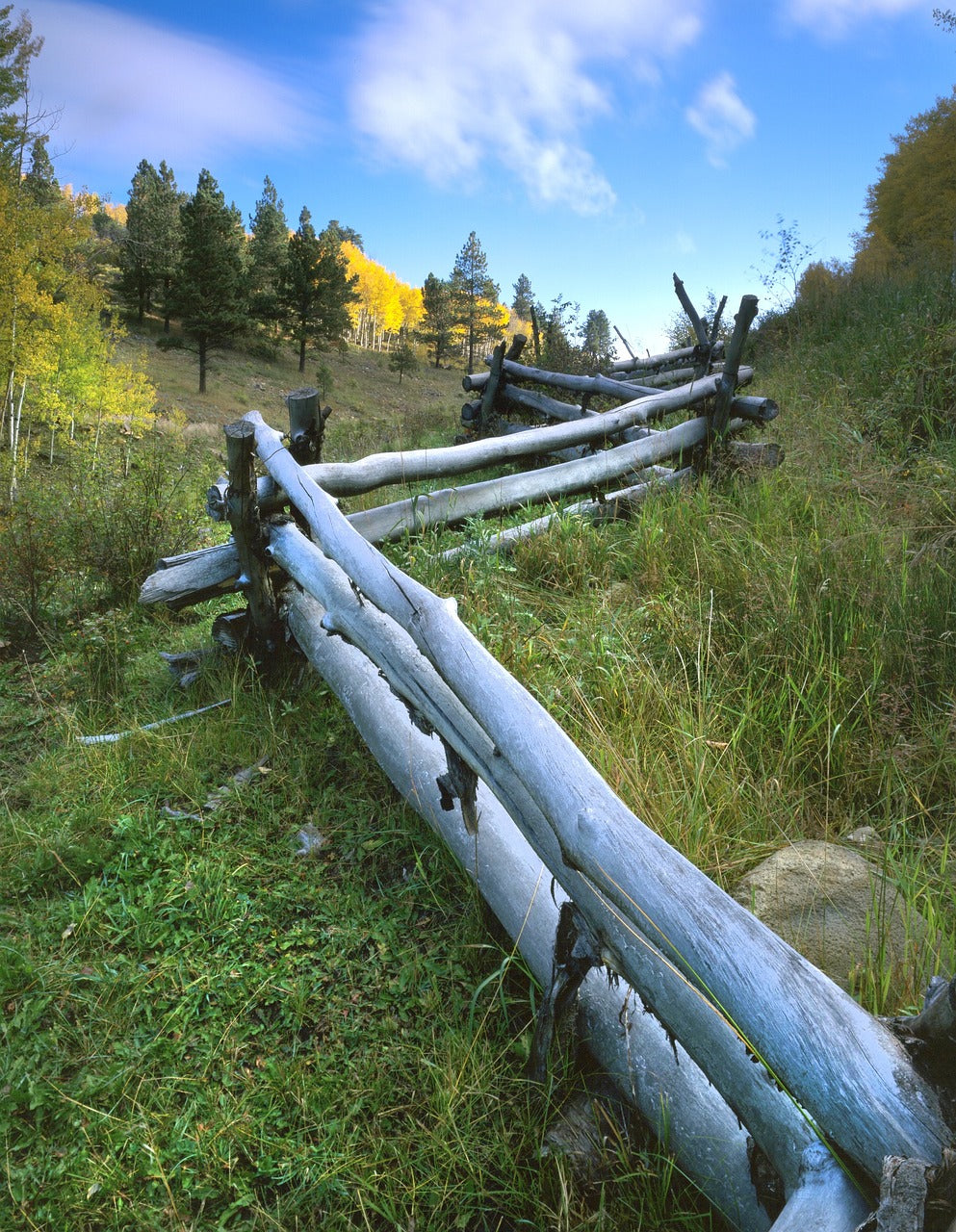 aspen, fence, fall-669298.jpg