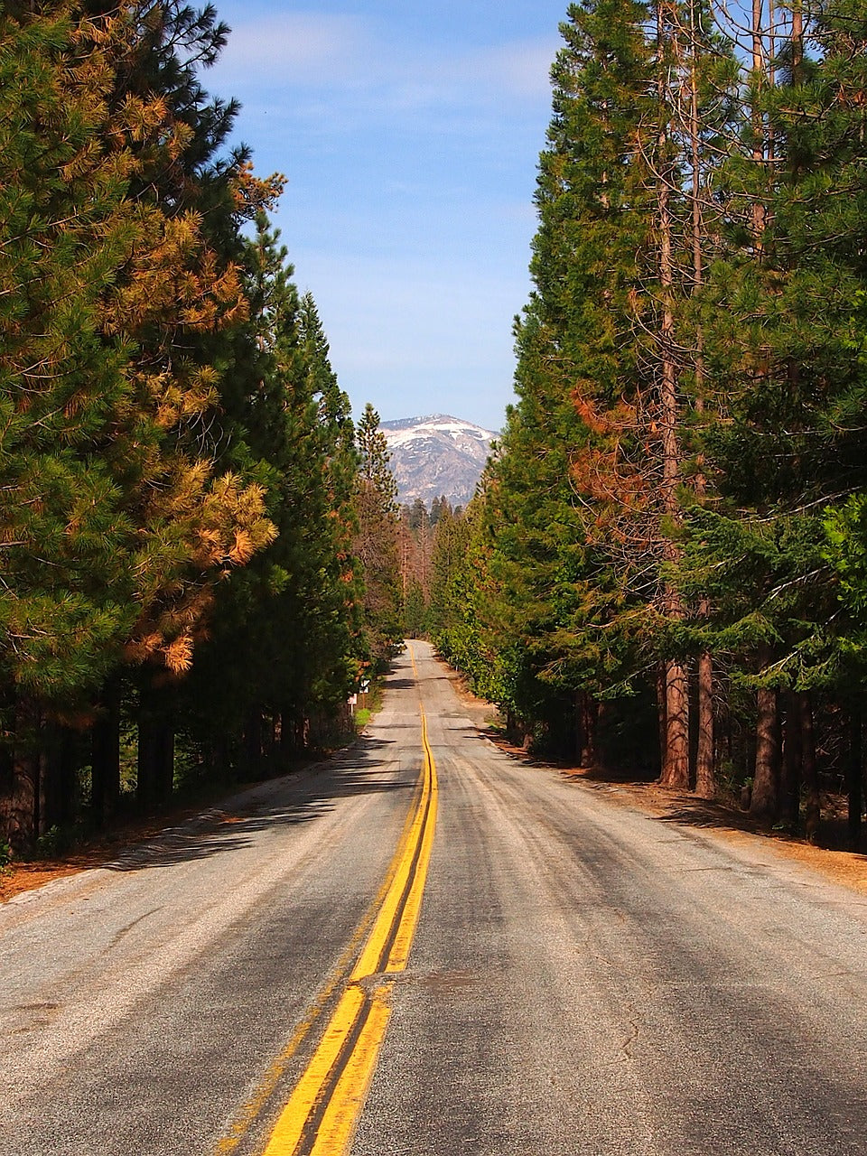 avenue, road, nature-4274786.jpg