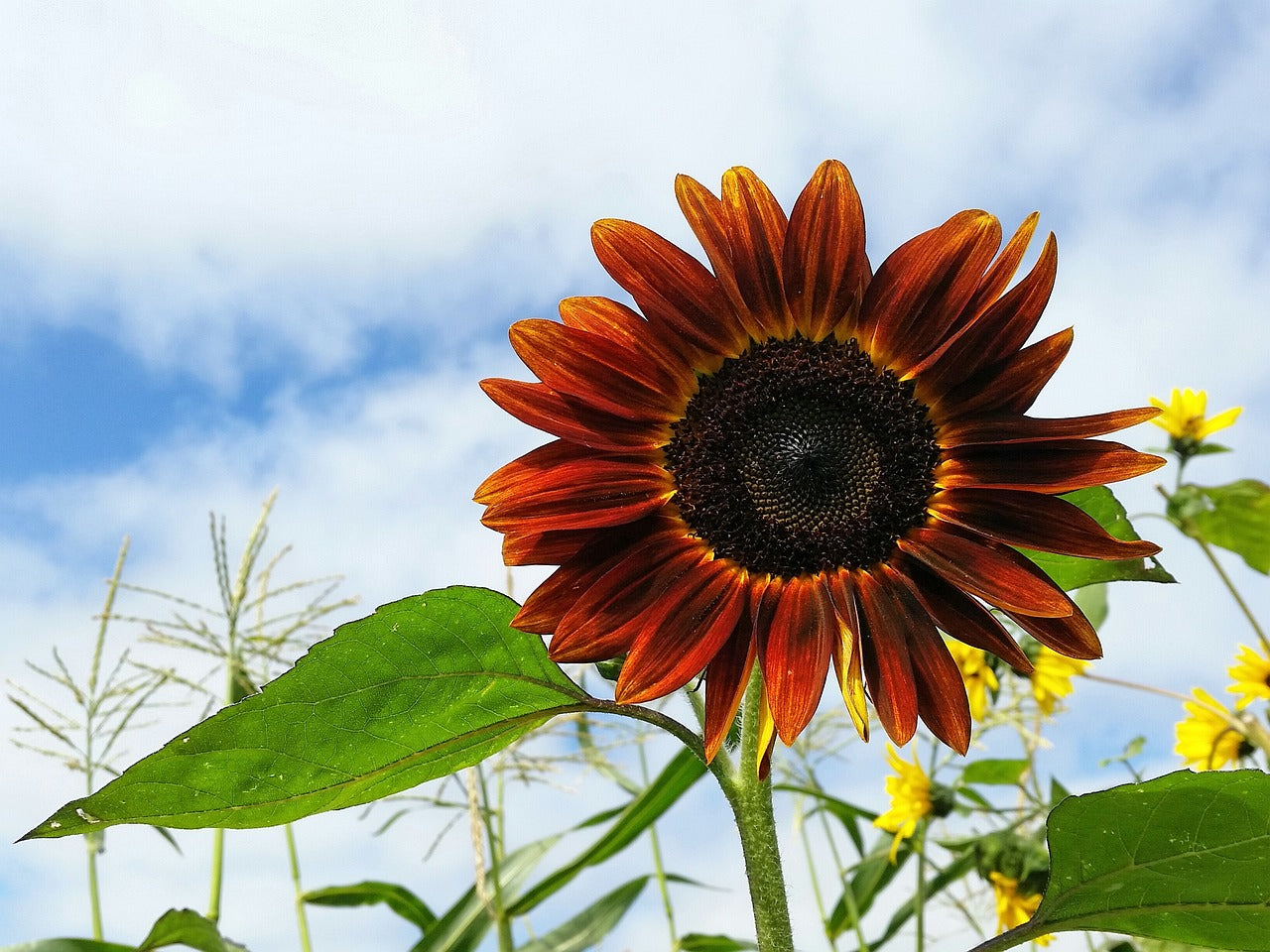 beautiful flowers, california, clouds-2178311.jpg