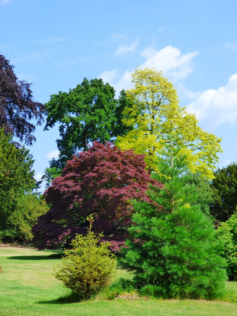 bedford park, london, trees-1140964.jpg