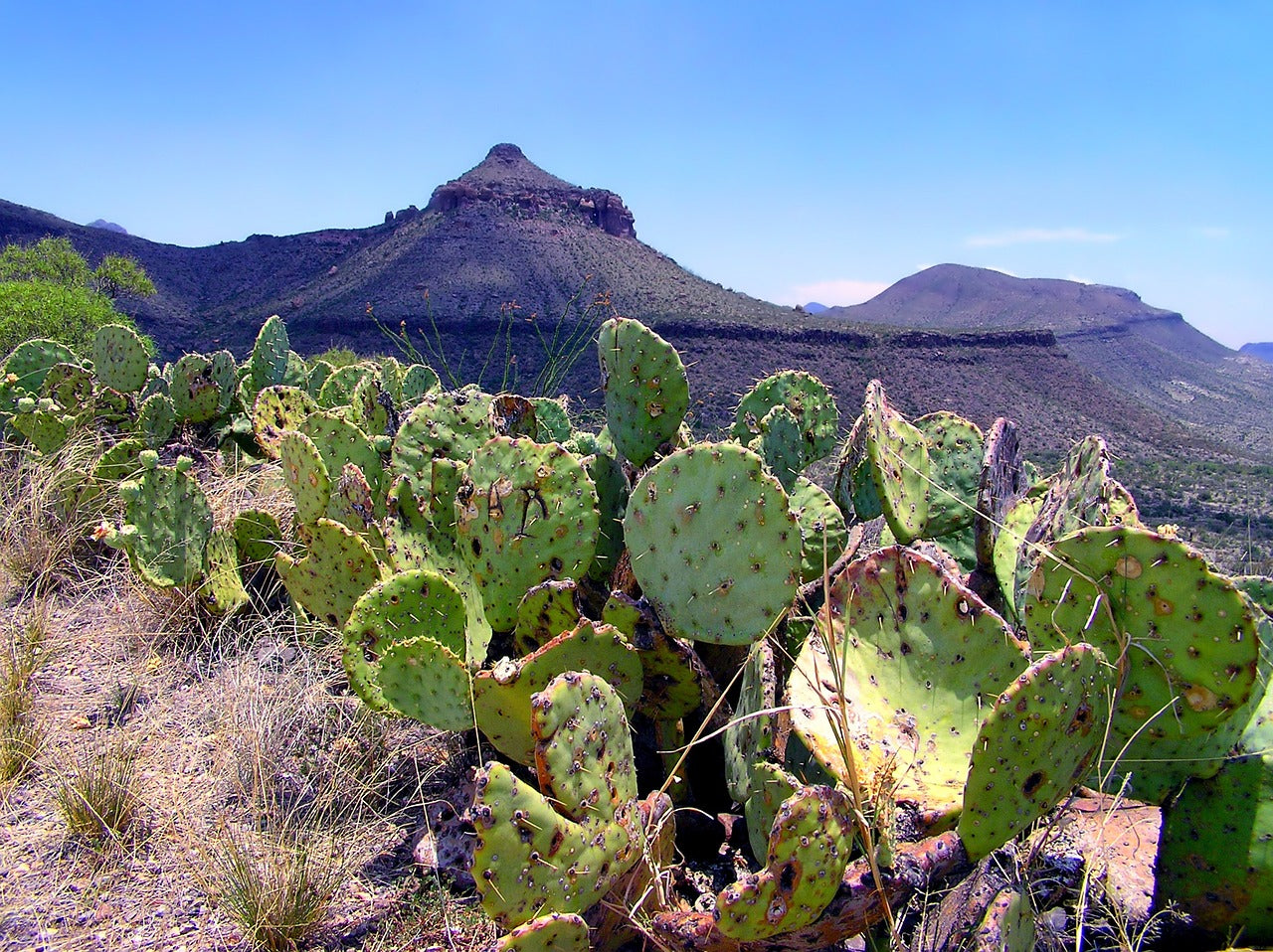big bend, texas, landscape-113098.jpg
