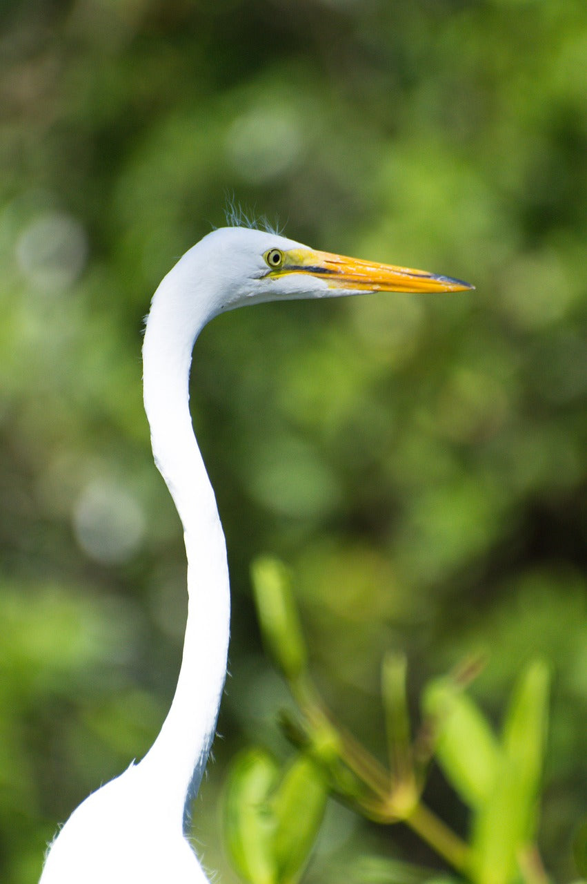 bird, egret, heron-5832426.jpg