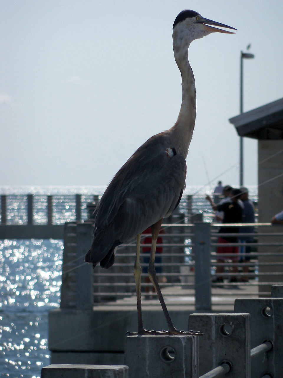 bird, florida, nature-963955.jpg