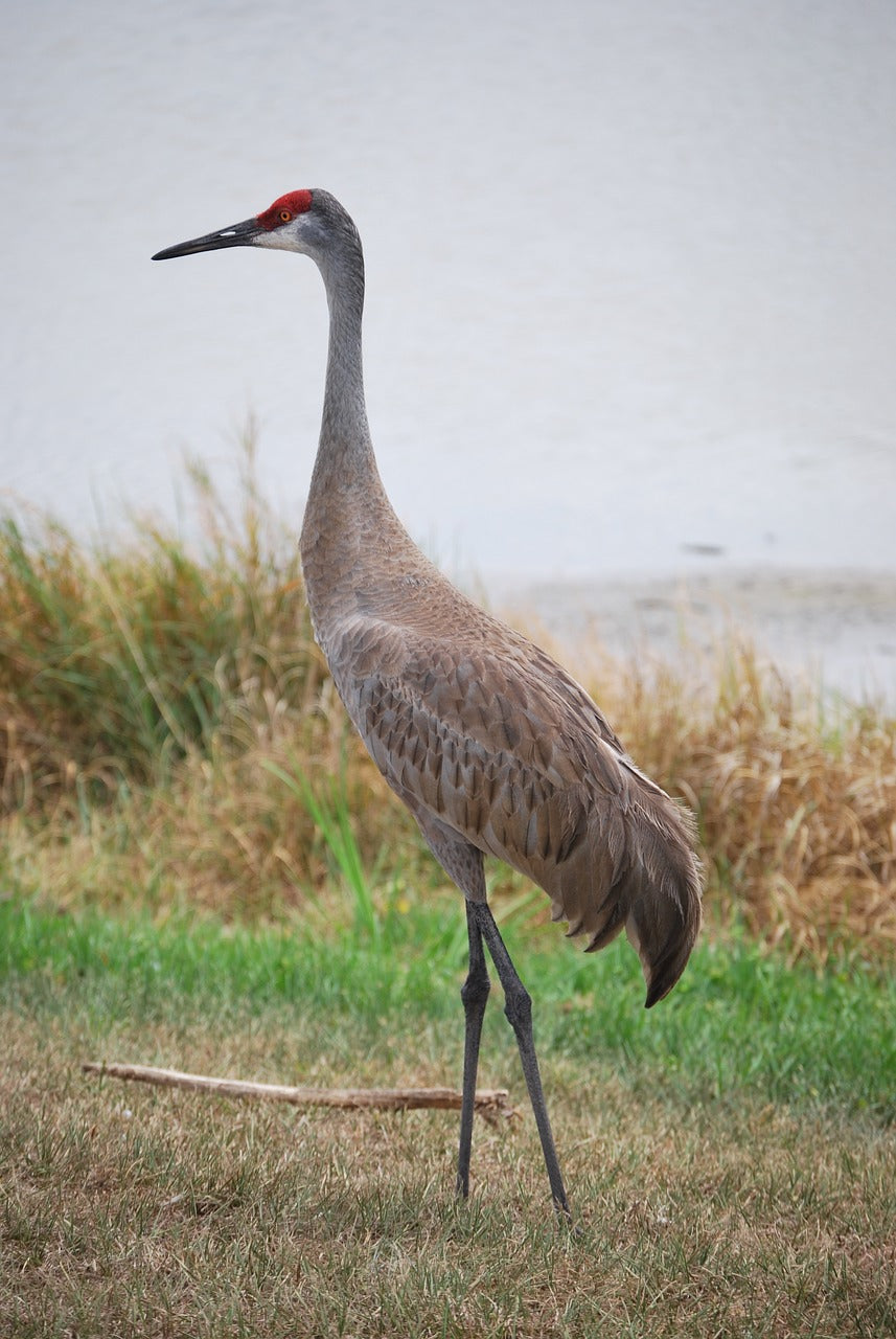 bird, sandhill crane, ornithology-7073536.jpg