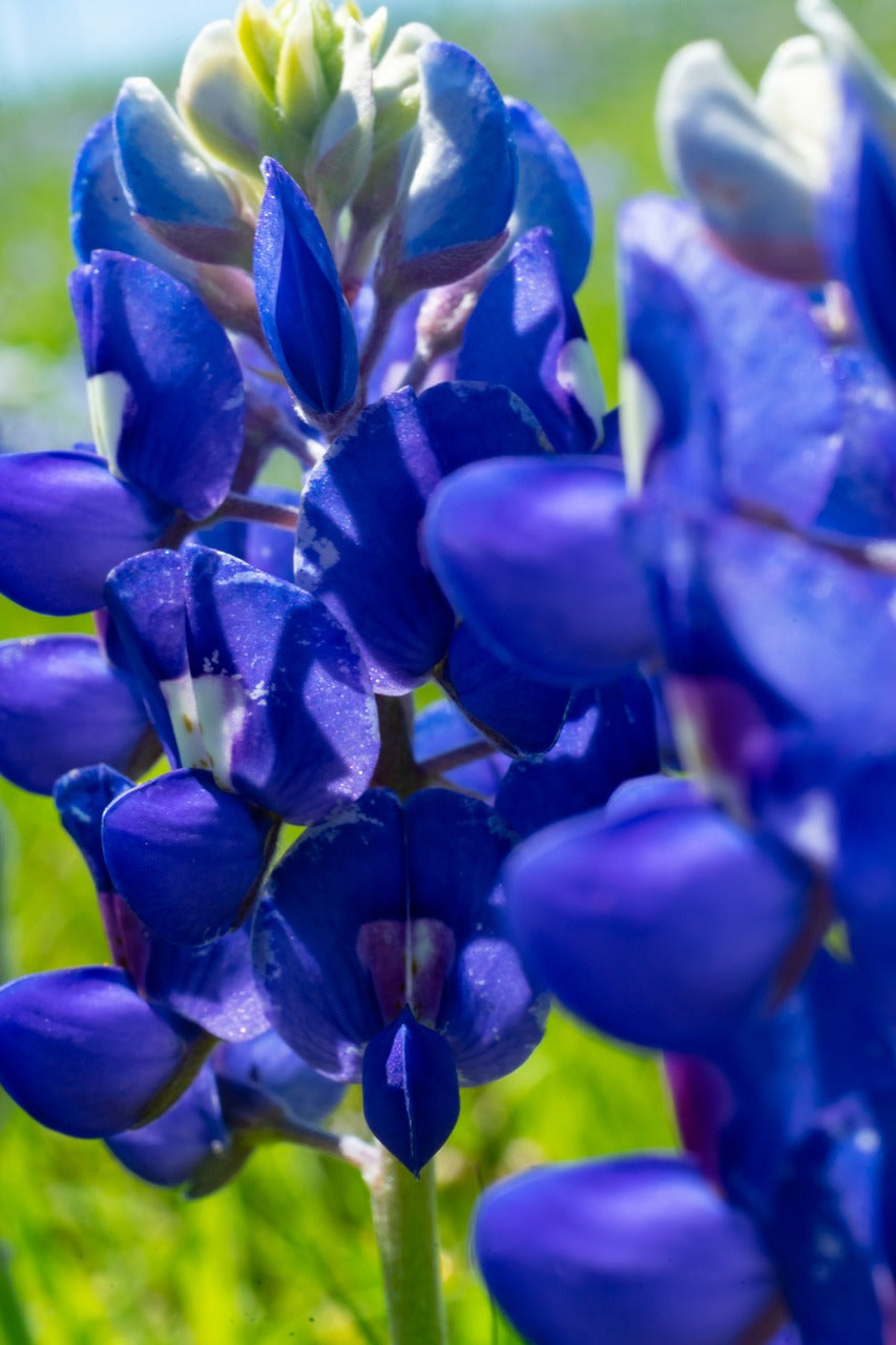 blue bonnet, texas, outdoor-4142785.jpg