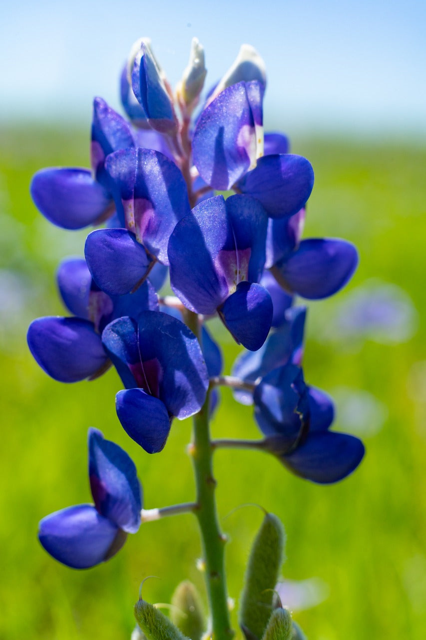 blue bonnet, texas, outdoor-4142786.jpg