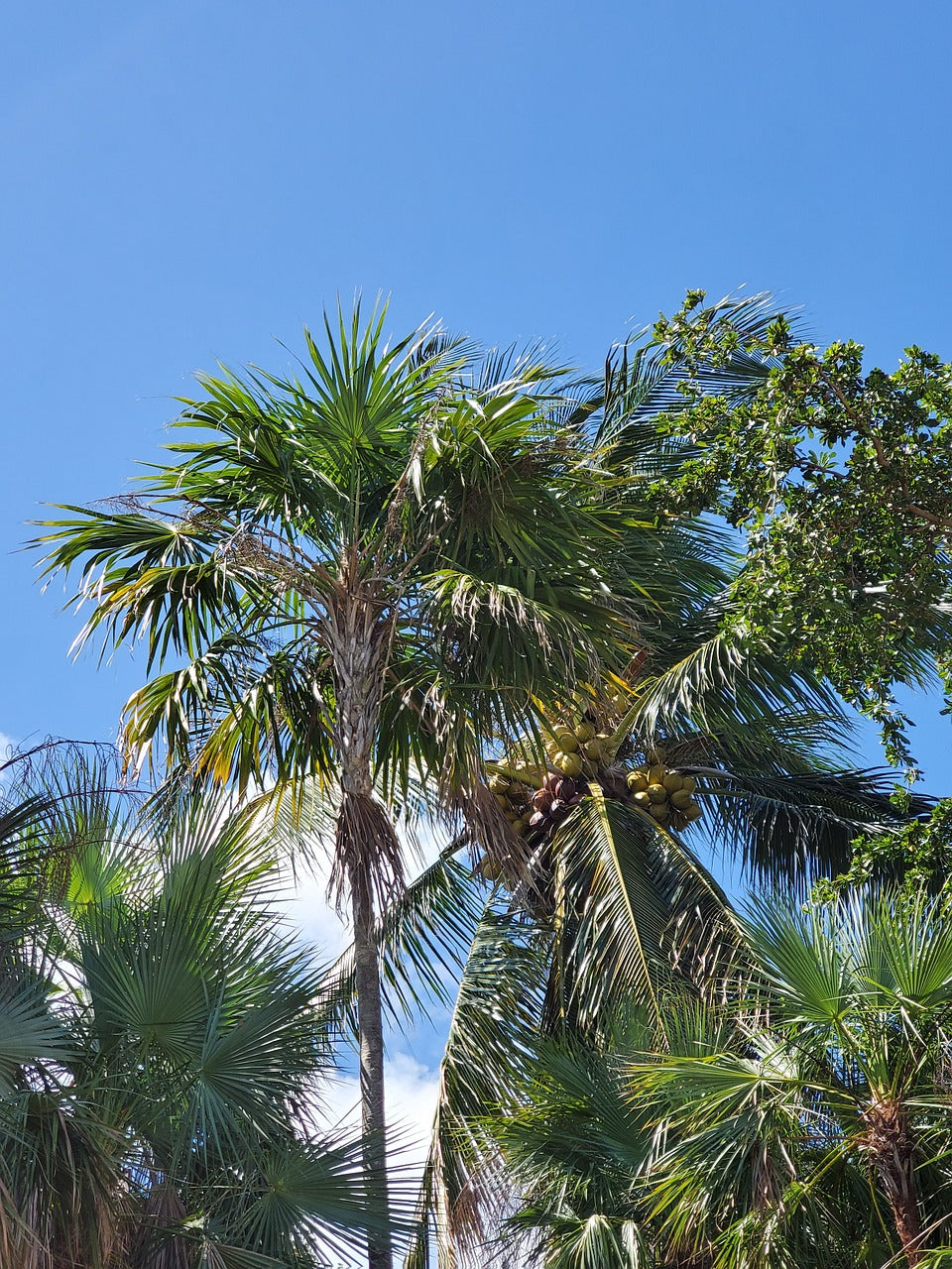 blue, sky, palm-4958651.jpg