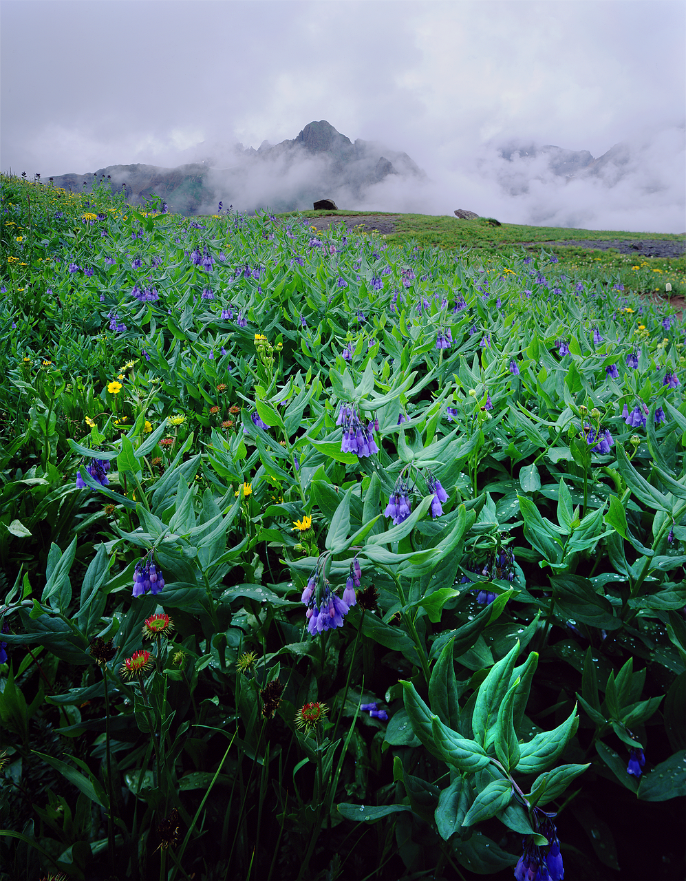 bluebells, nature, flowers-669490.jpg