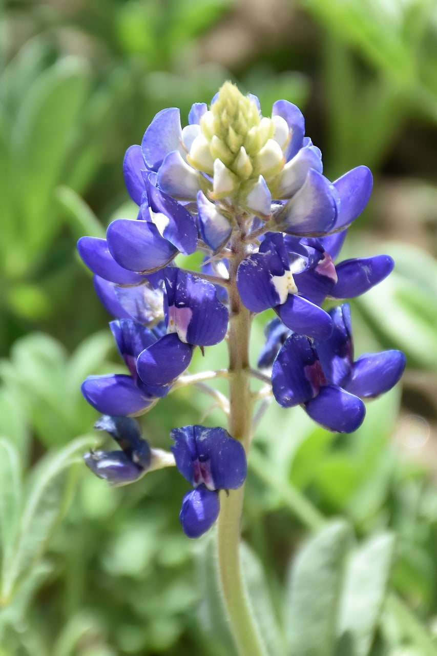 bluebonnet, flowers, plant-7837830.jpg