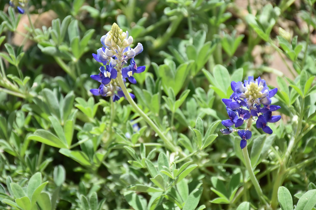 bluebonnet, flowers, plant-7844697.jpg
