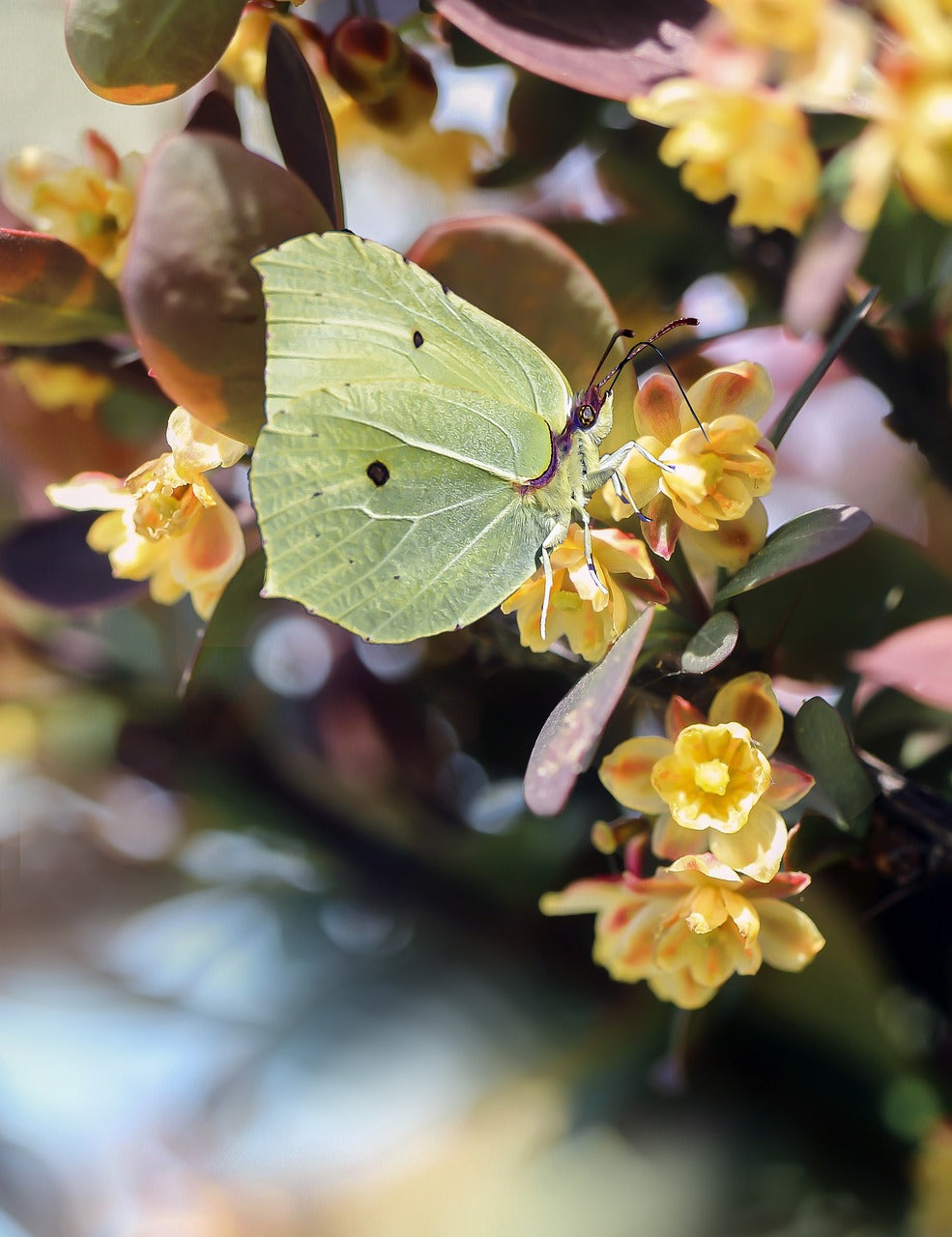 butterfly, butterflies, insect-5239058.jpg