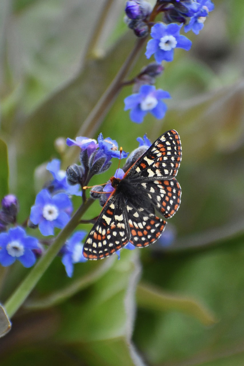 butterfly, flower wallpaper, beautiful flowers-4669283.jpg