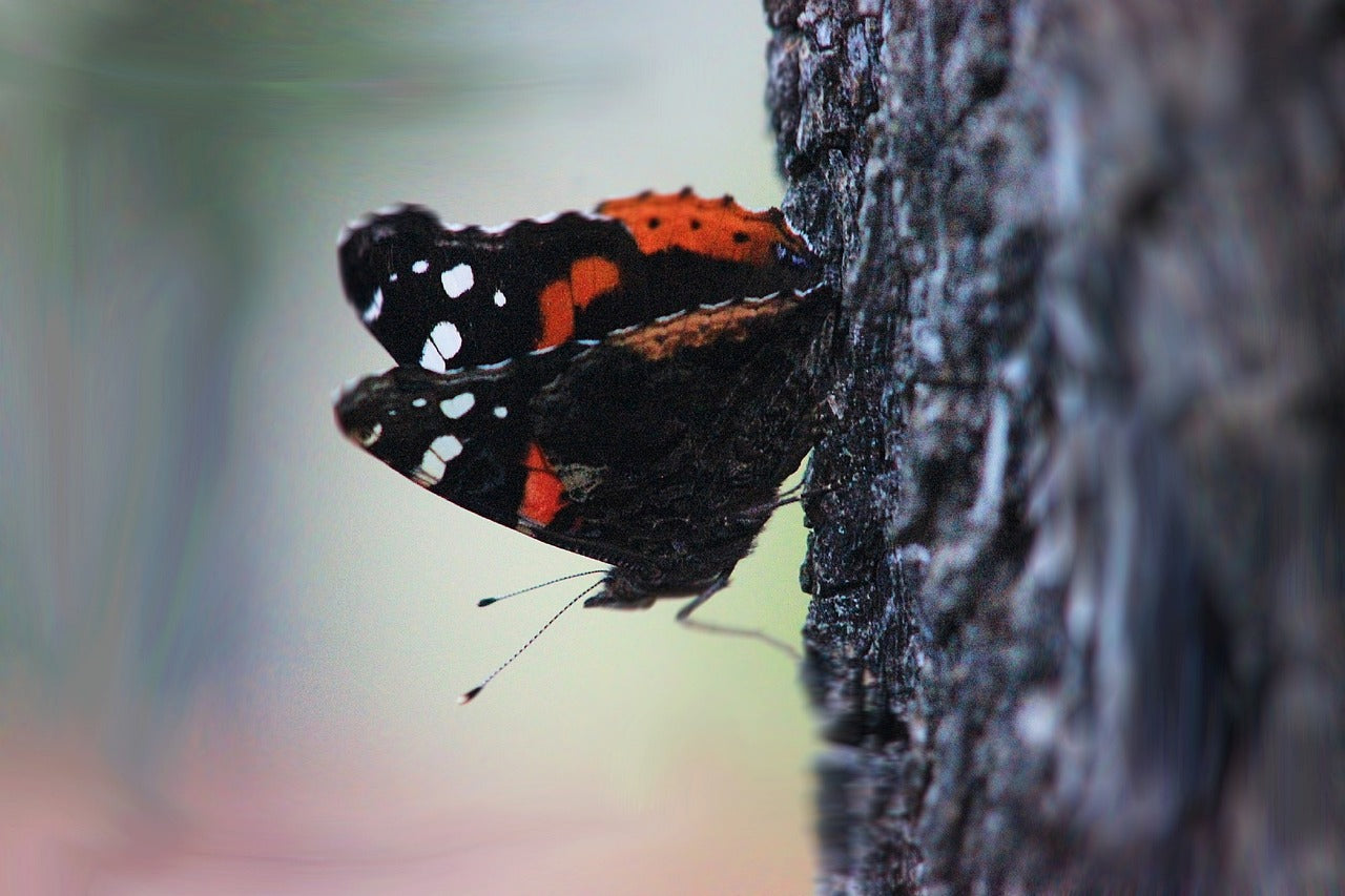 butterfly, insect, nature-7405923.jpg
