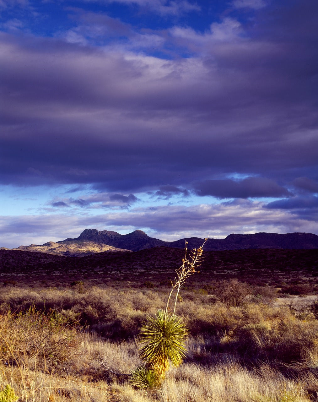 cactus, desert, texas-1620799.jpg