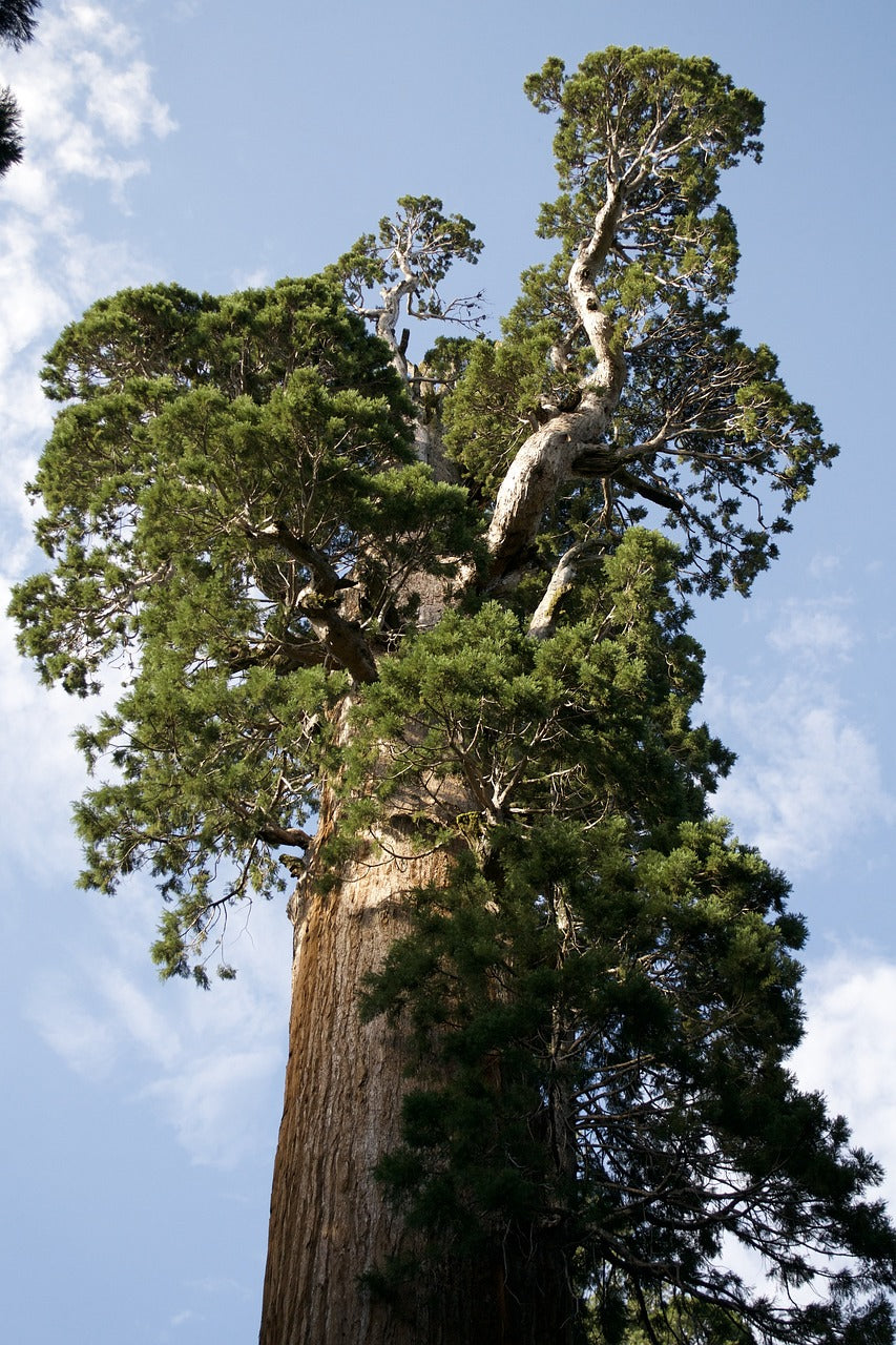california, sequoia, nature-3675733.jpg