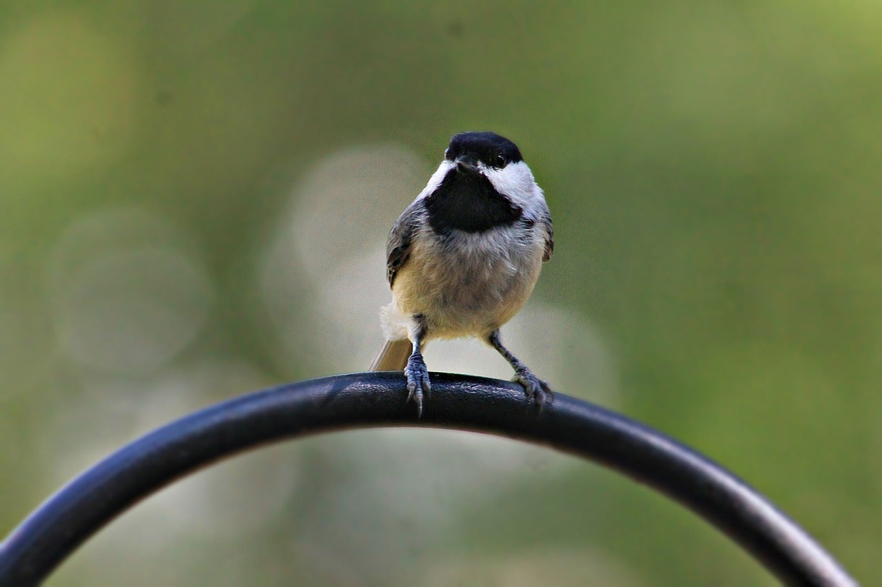 chickadee, bird, animal-7461758.jpg