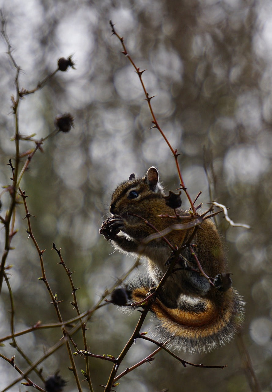 chipmunk, wildlife, whidbey island-7388931.jpg