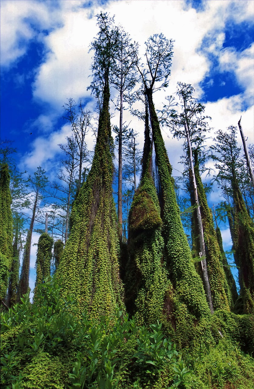 climbing fern, florida, trees-139708.jpg