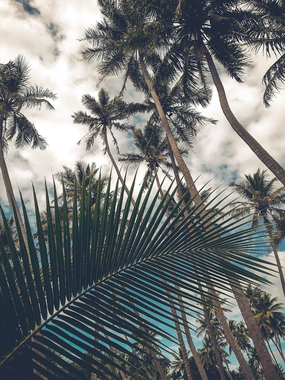 coconut trees, fins, sky-4946270.jpg