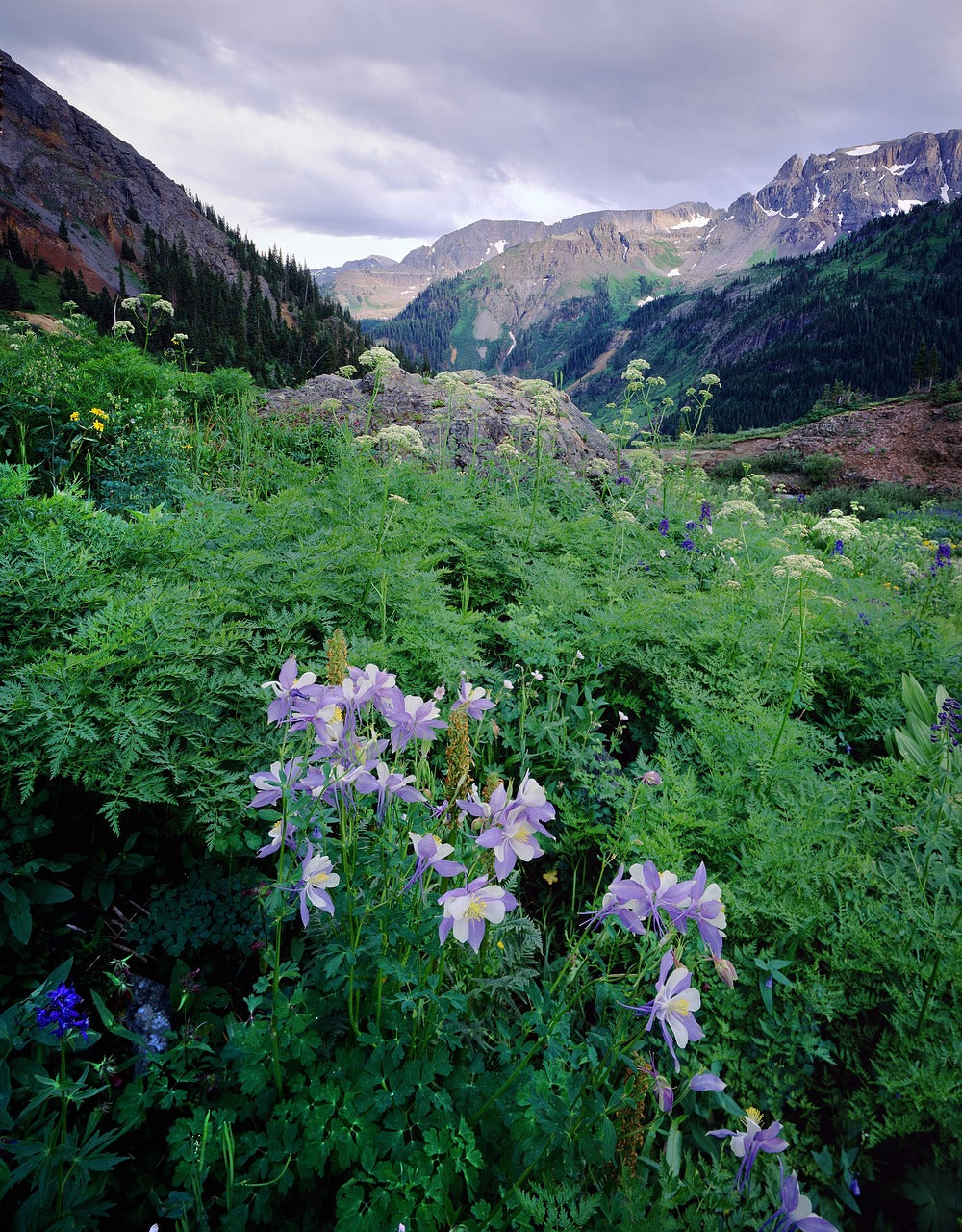 columbines, colorado, ouray-670527.jpg