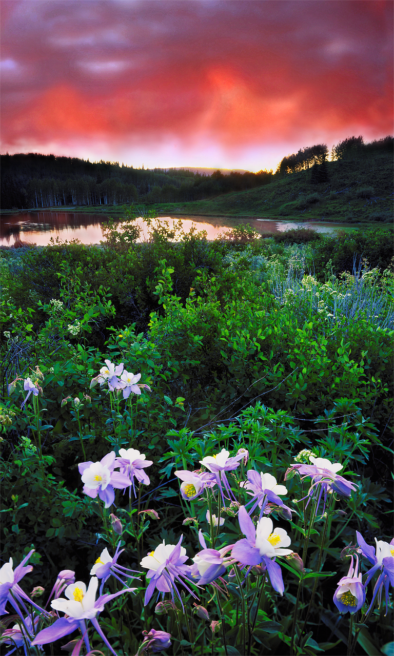 columbines, colorado, sunset-669443.jpg