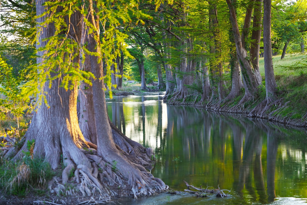 cypress creek, cypress trees, stream-7203925.jpg