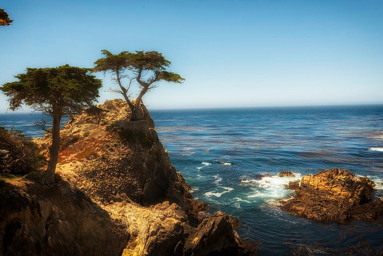 cypress tree, sea, ocean-849636.jpg