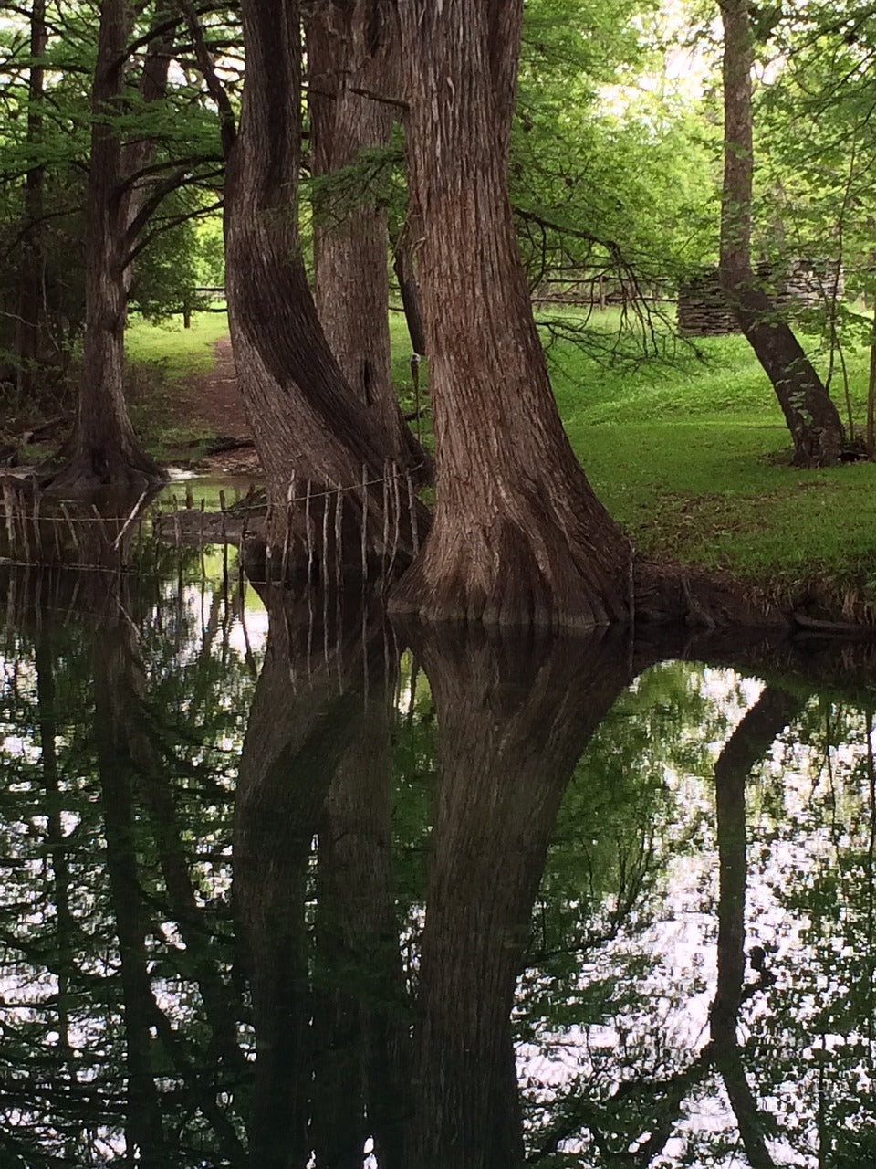 cypress trees, cypress tree reflection in water, water-1039316.jpg