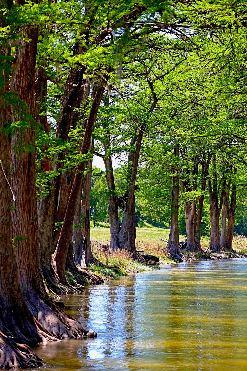 cypress trees, trees, creek-6239634.jpg