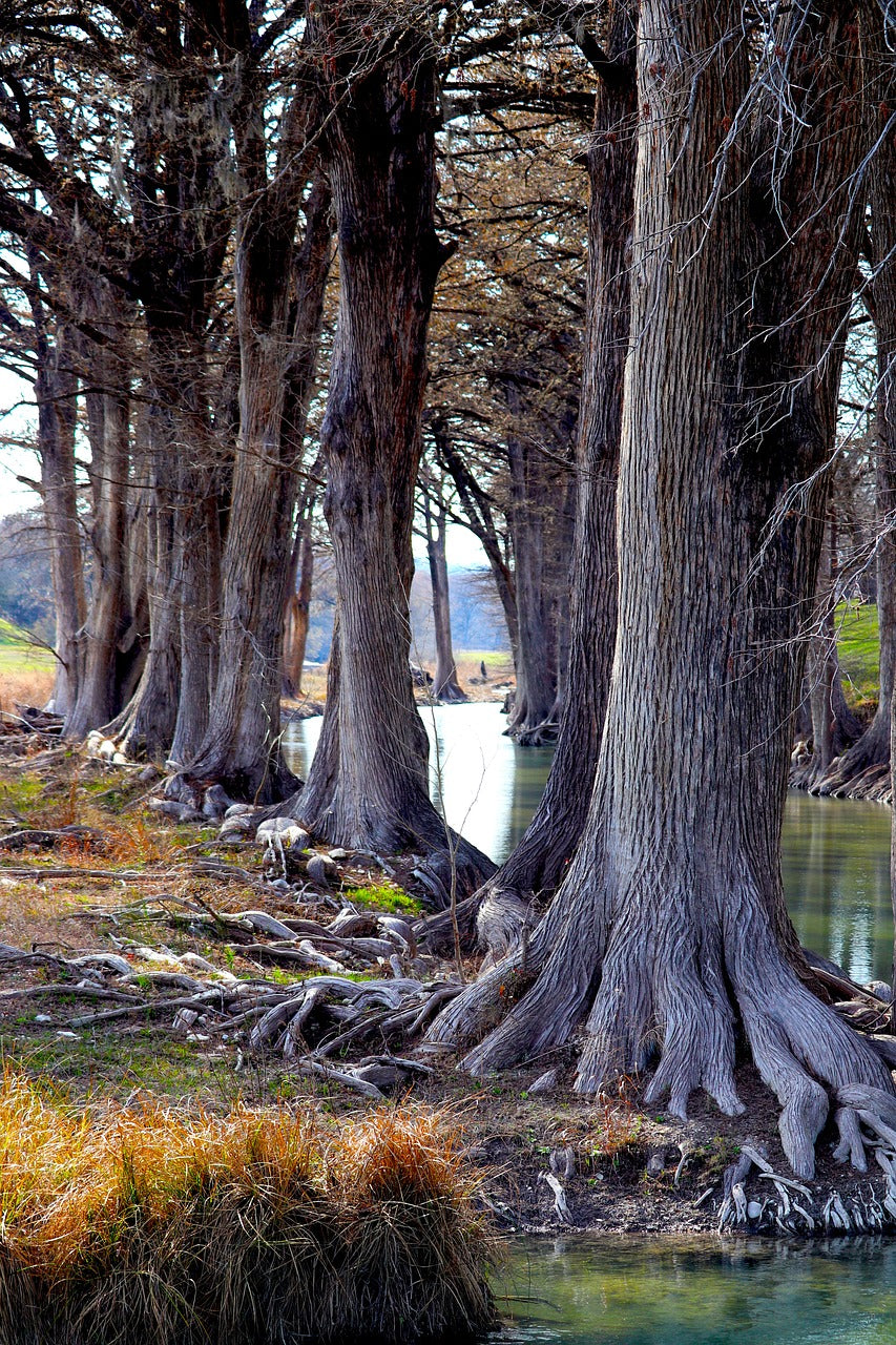 cypress trees, trees, stream-4886338.jpg