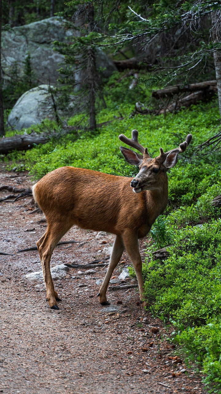 deer, wildlife, animal-5375108.jpg