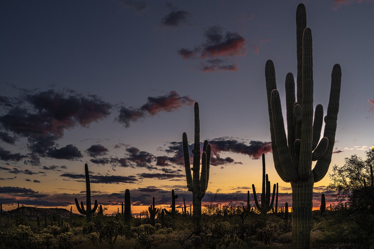 desert, cactus, dusk-6907310.jpg