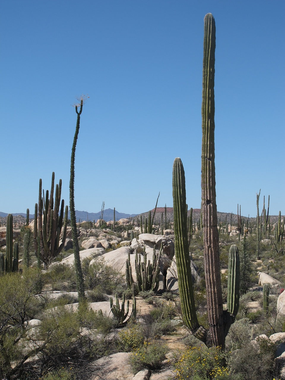 desert, california, cactus-1005654.jpg