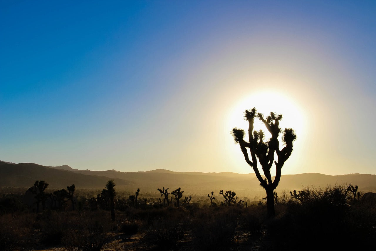 desert, california, cactus-2292936.jpg
