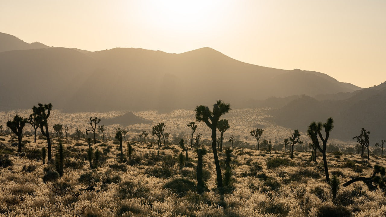 desert, trees, sky-8430551.jpg