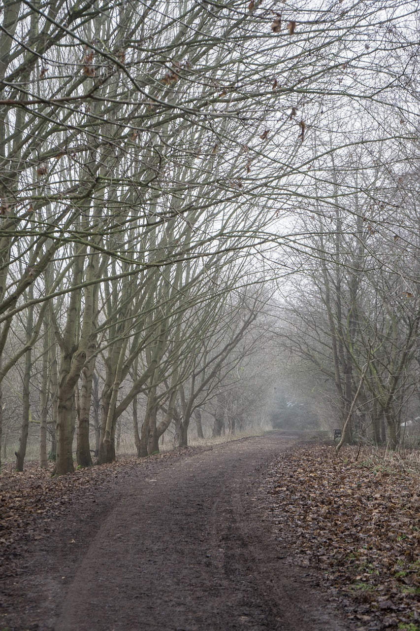 dirt road, trees, fog-5900870.jpg