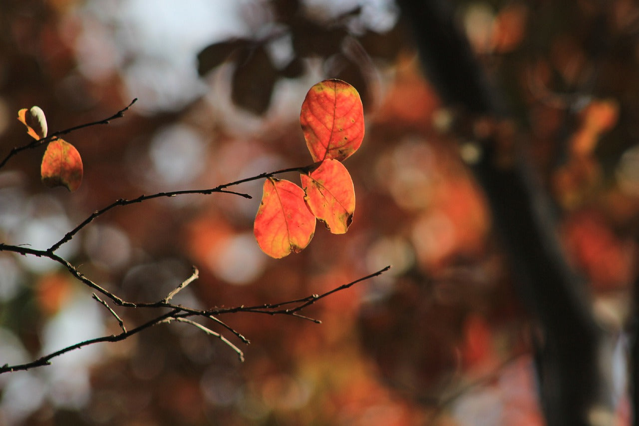fall, autumn, nature-7664682.jpg