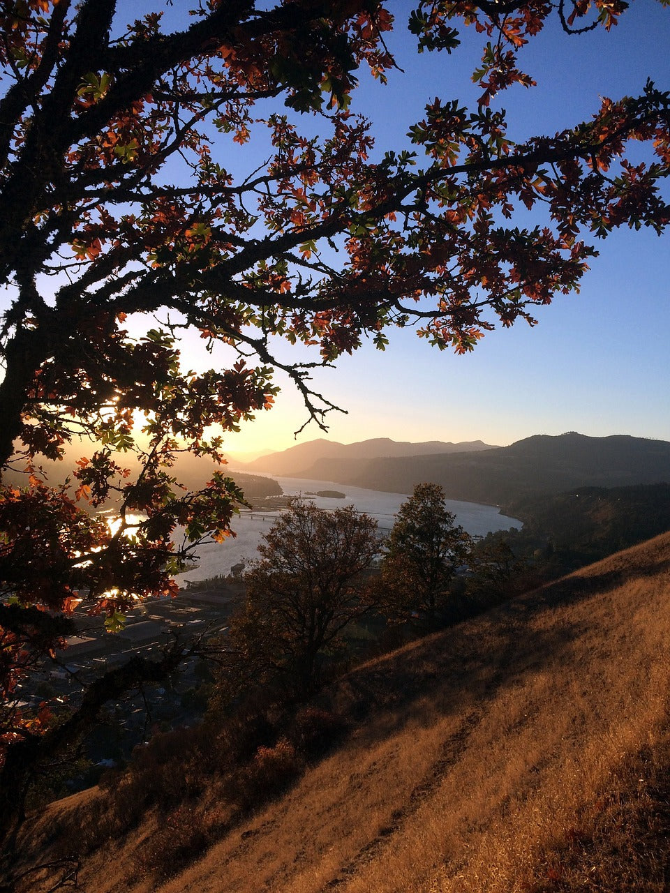 fall, columbia gorge, tree-1222940.jpg