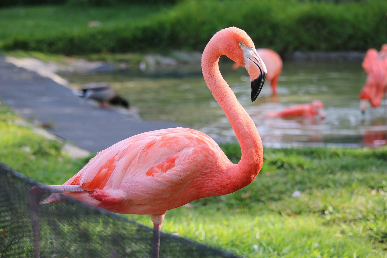 flamingo, san diego, zoo-1792211.jpg