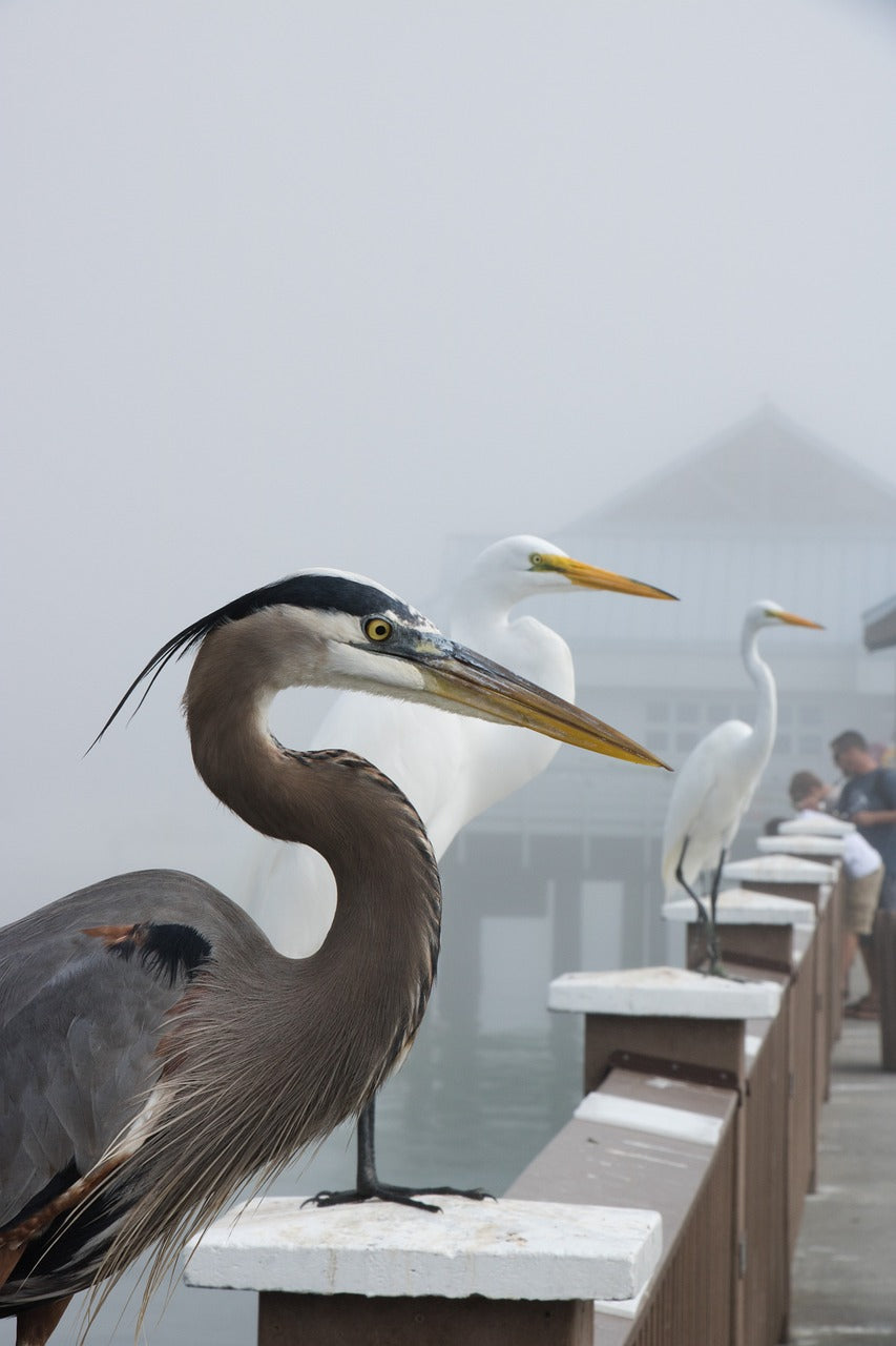 florida, beach, nature-3449560.jpg