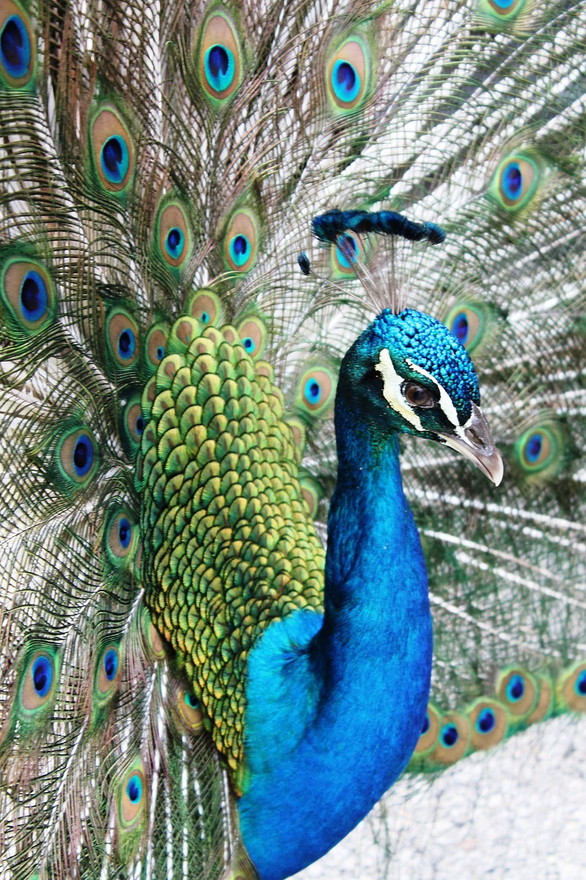 florida, everglades, swamp-3686630.jpg