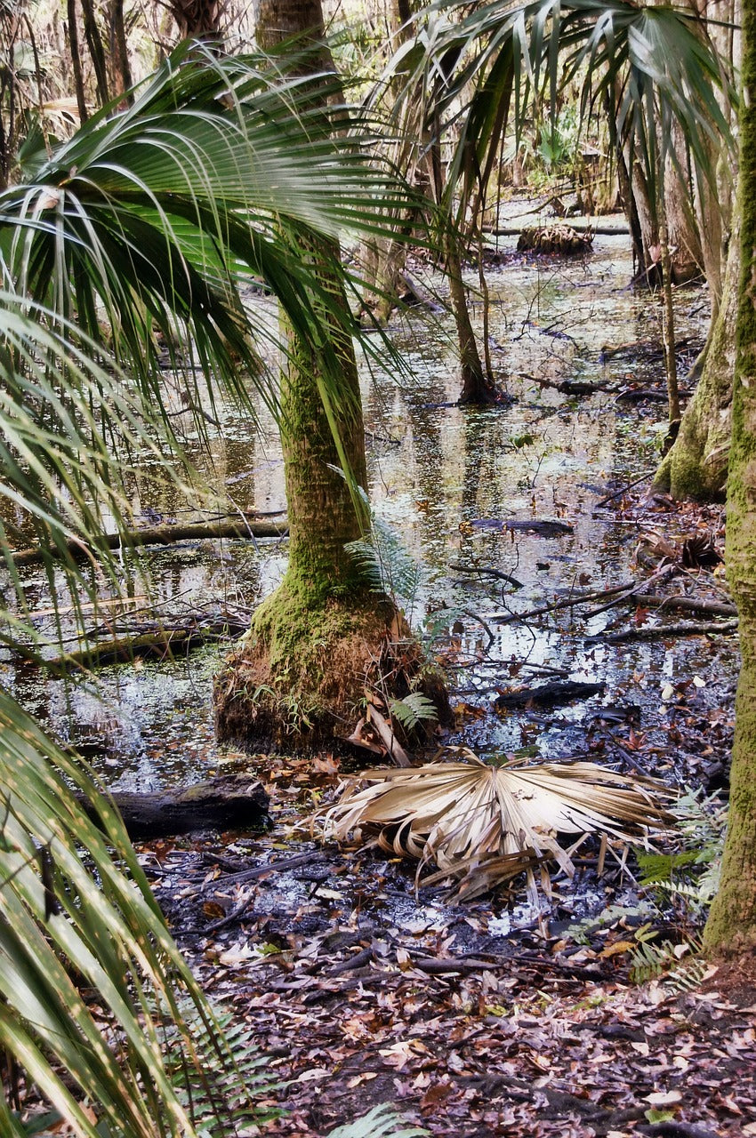 florida, highlands hammock state park, jungle-743330.jpg