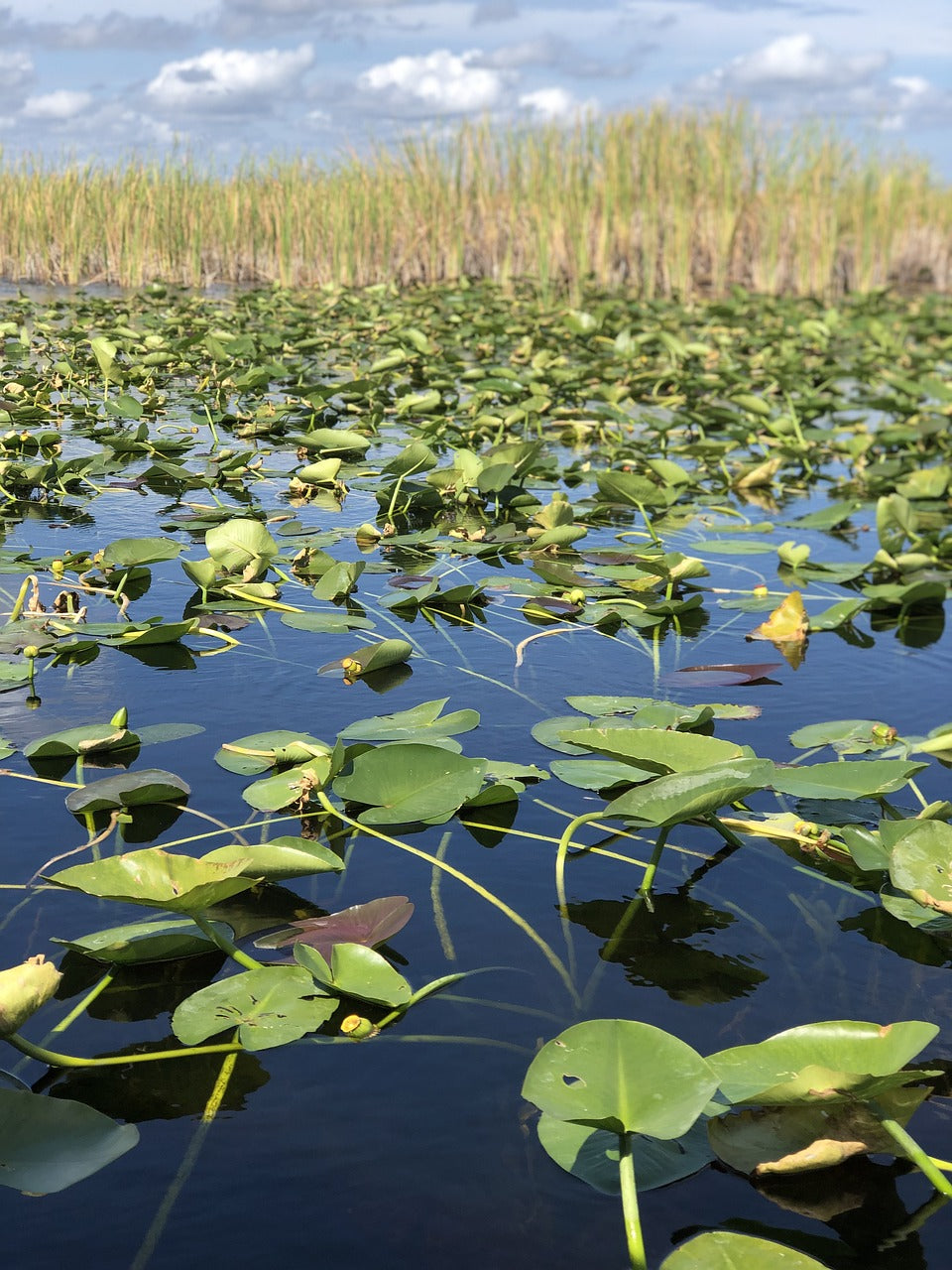 florida, miami, everglades-5048264.jpg