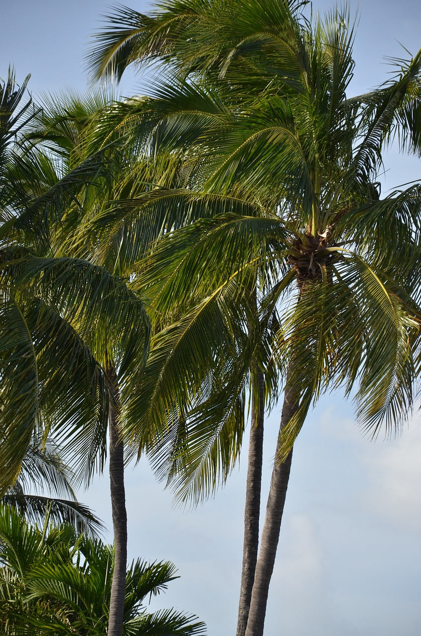 florida, palm, palm tree-1604483.jpg