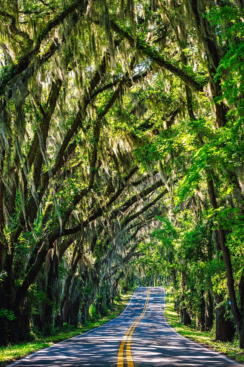 florida, trees, road-1890649.jpg