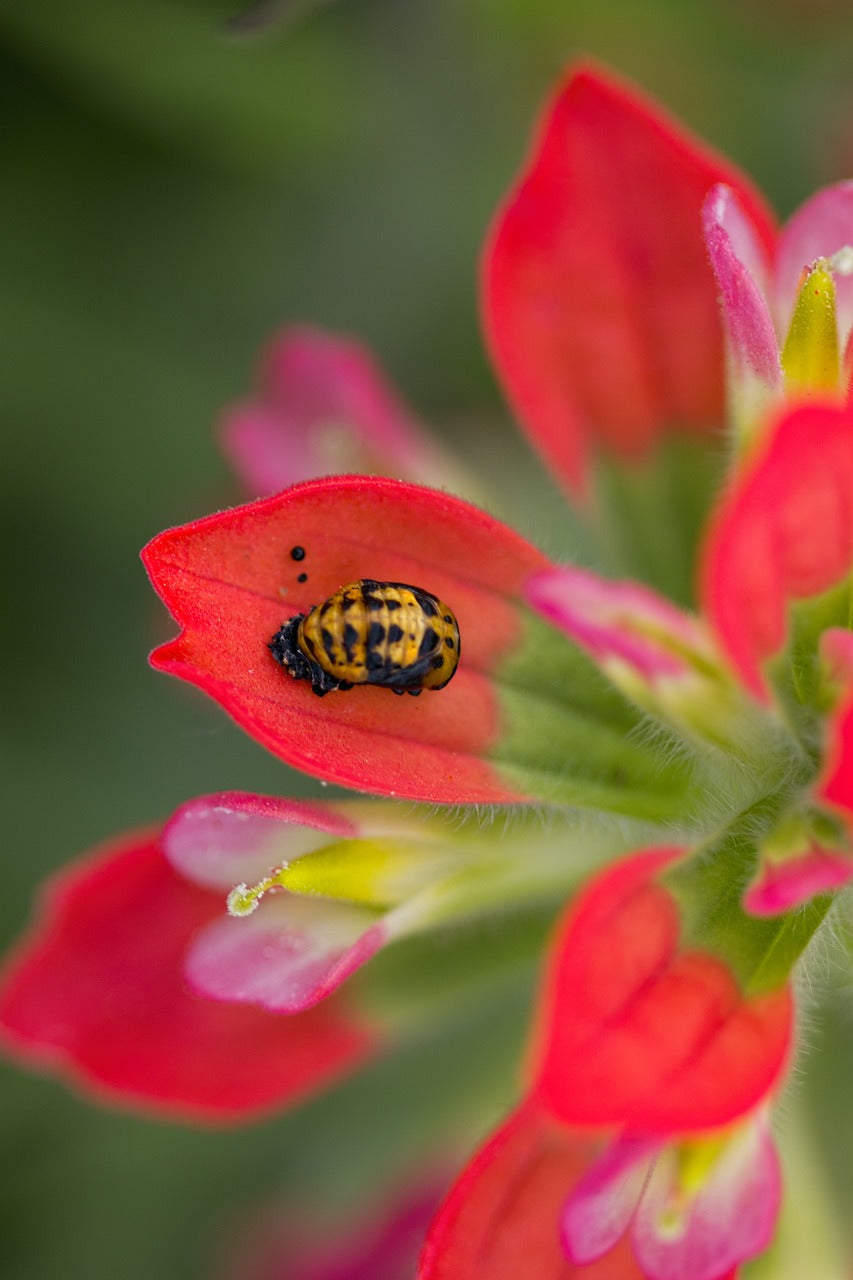 flower, nature, flora-3321033.jpg