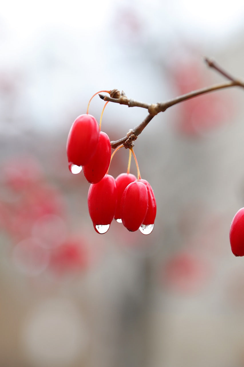 flowering dogwood, fruits, raindrops-5772379.jpg